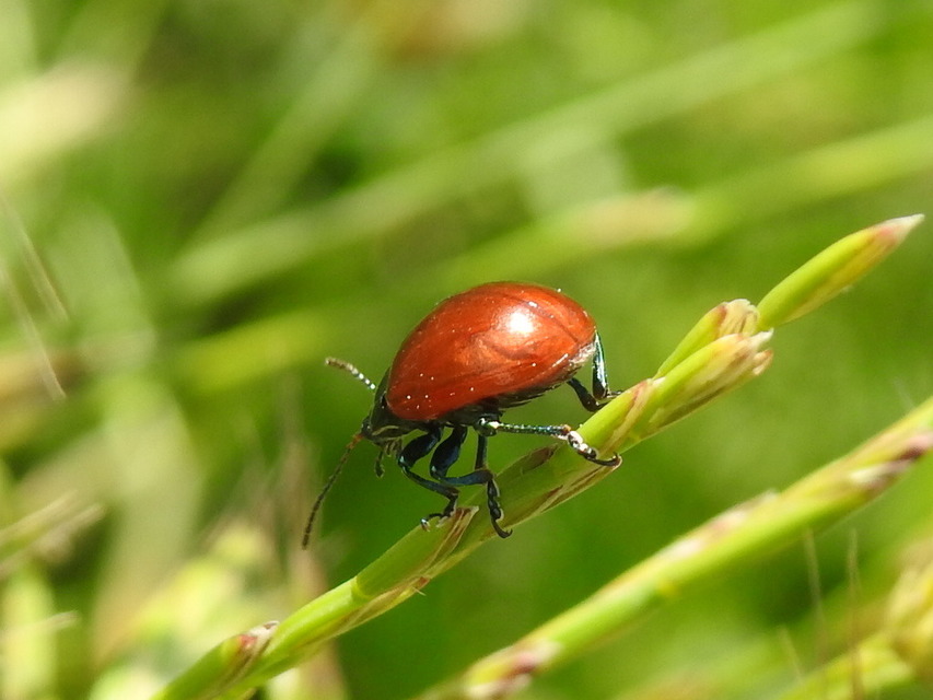 Chrysolina polita - réti mentalevelész