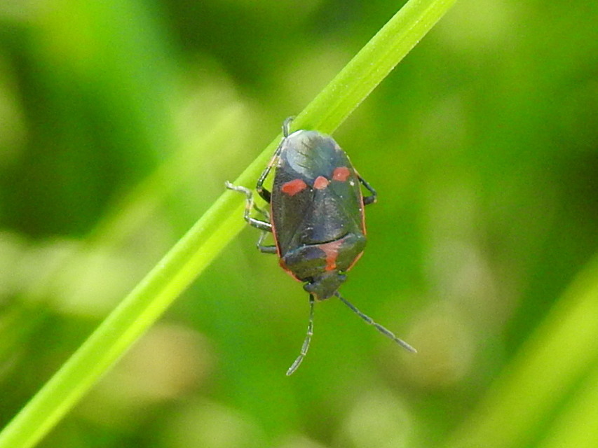 Eurydema oleracea - paréjpoloska Eurydema oleracea - paréjpoloska