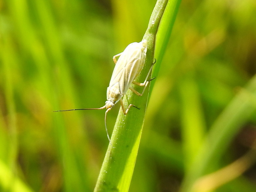 Acetropis