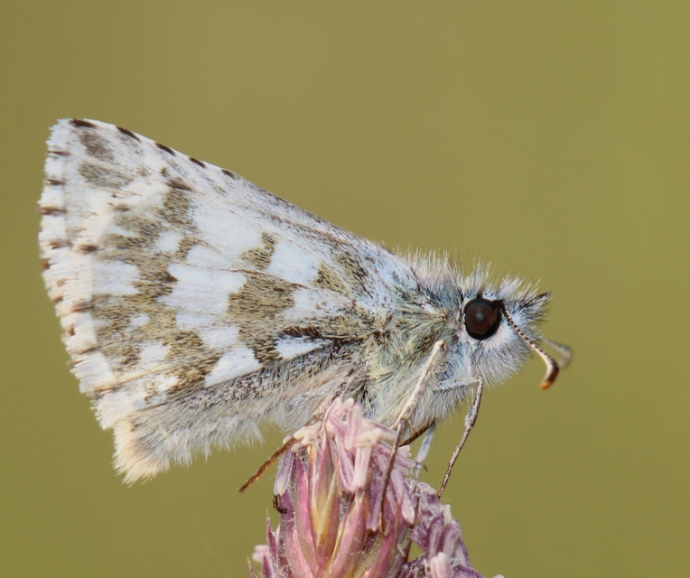 Pyrgus alveus - hegyi busalepke