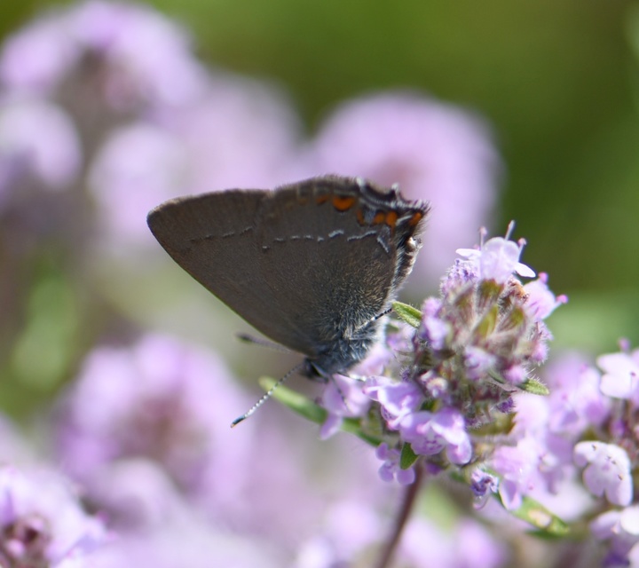 Satyrium acaciae - akác-csücsköslepke