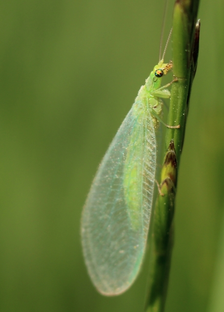 Chrysopidae - zöldfátyolkák