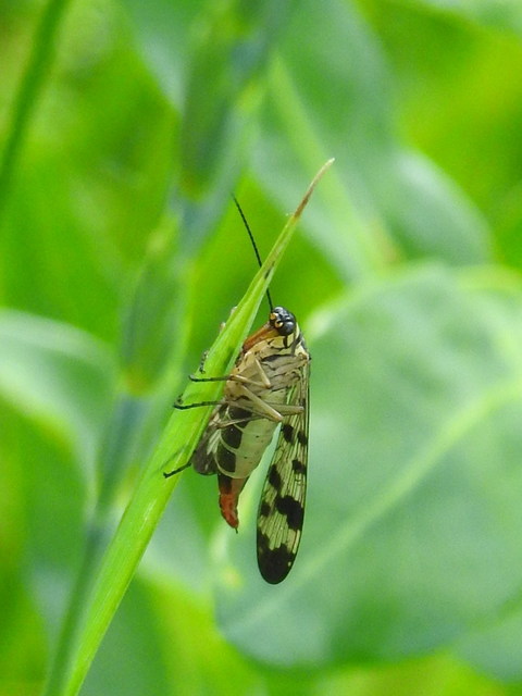 Panorpa vulgaris