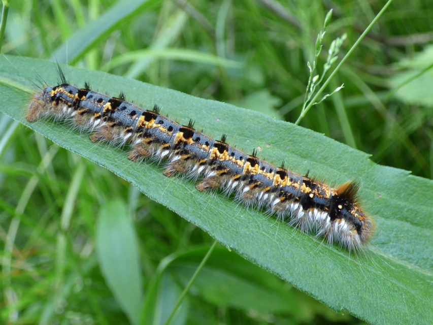 Euthrix potatoria - szomjas pohók