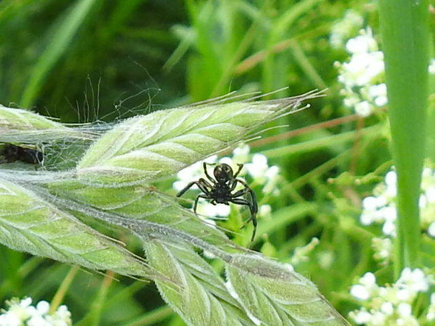 Synema globosum - fekete-sárga karolópók