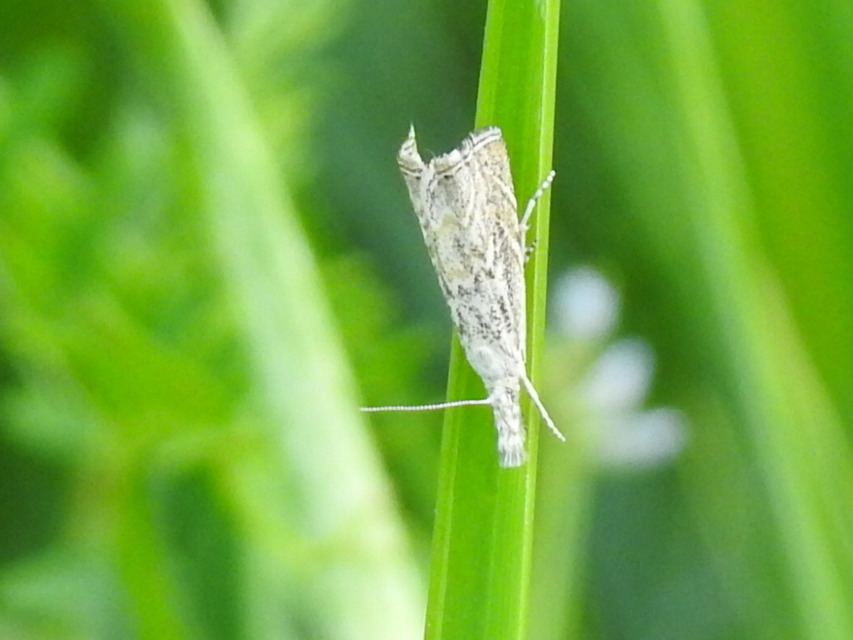 Platytes cerussella - törpe fűgyökérmoly