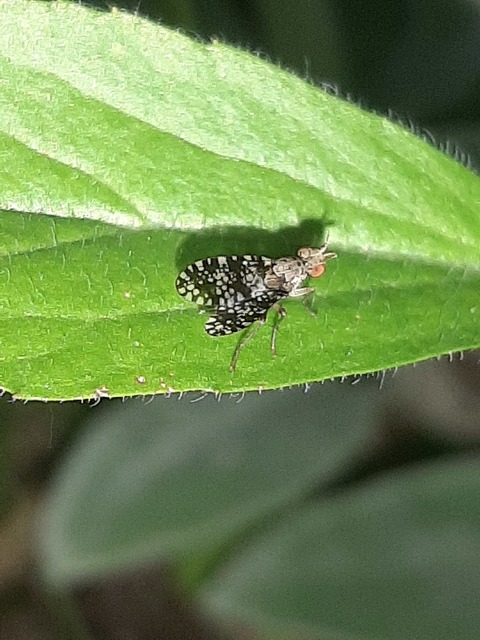 Trypetoptera punctulata - pirosszemű szarvaslégy