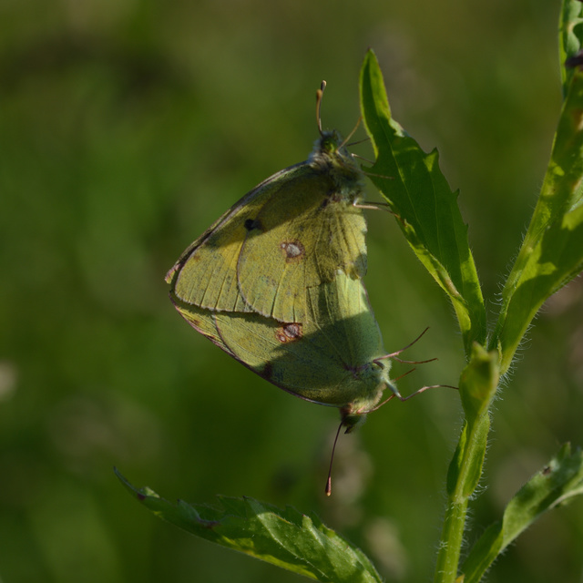 Colias chrysotheme - dolomit-kéneslepke