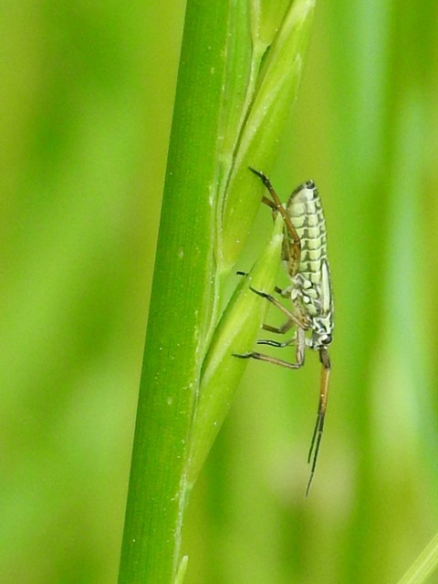 Leptopterna dolabrata - közönséges mezeipoloska