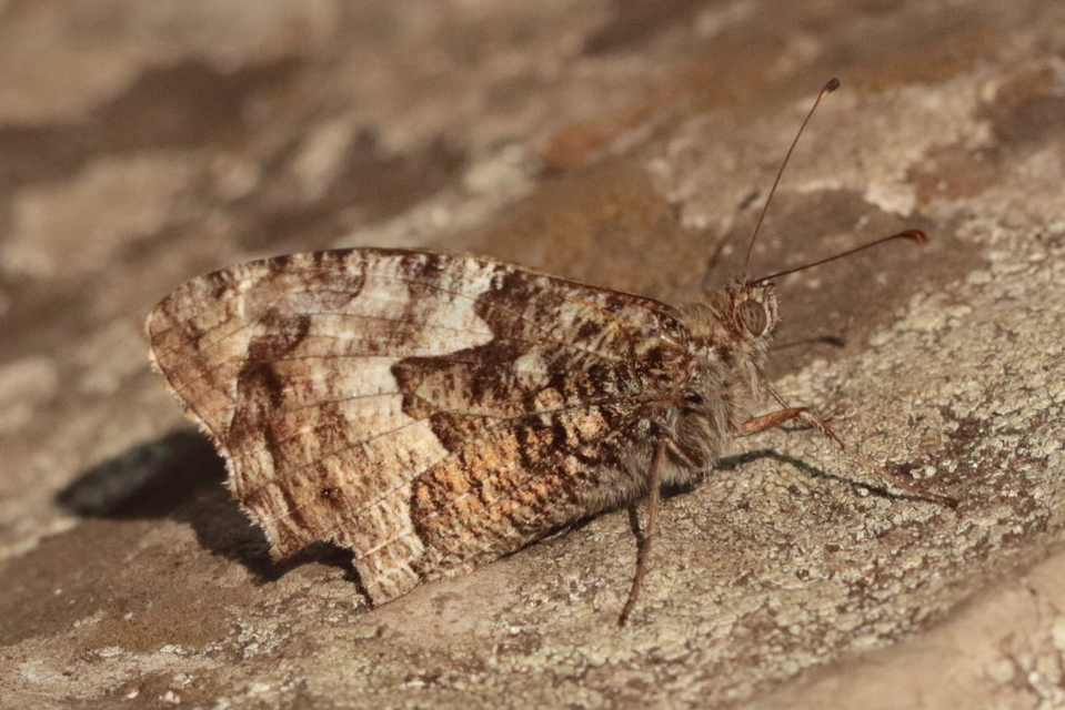 Hipparchia semele - barna szemeslepke