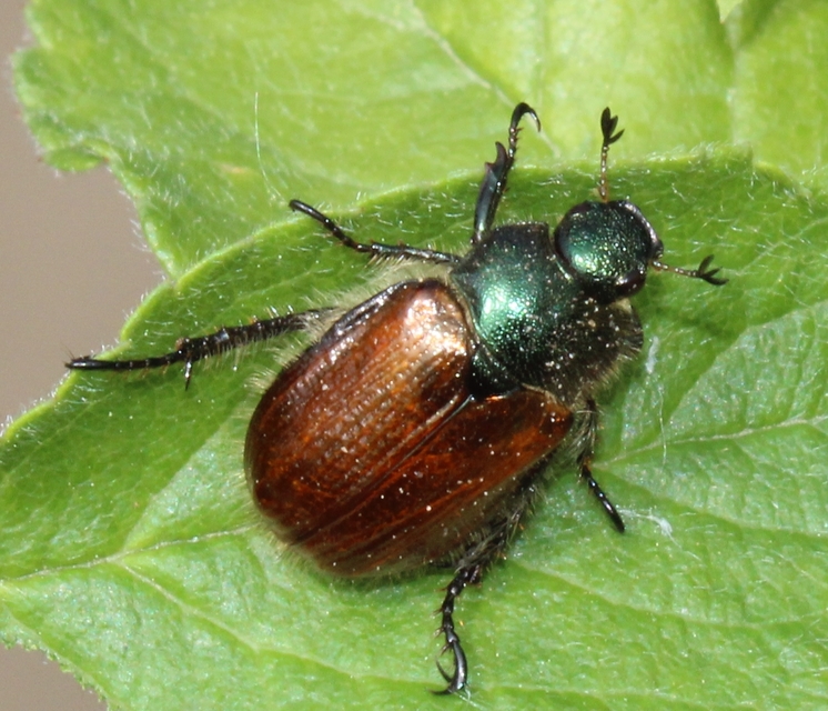 Phyllopertha horticola - kerti szipoly