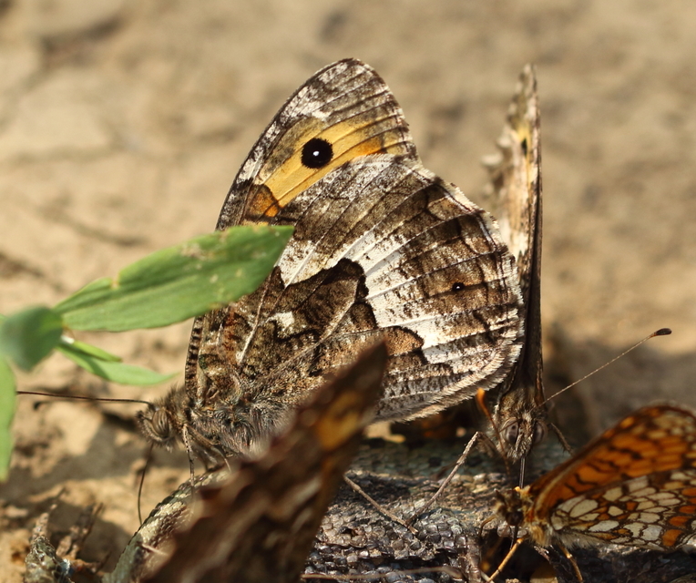 Hipparchia semele - barna szemeslepke