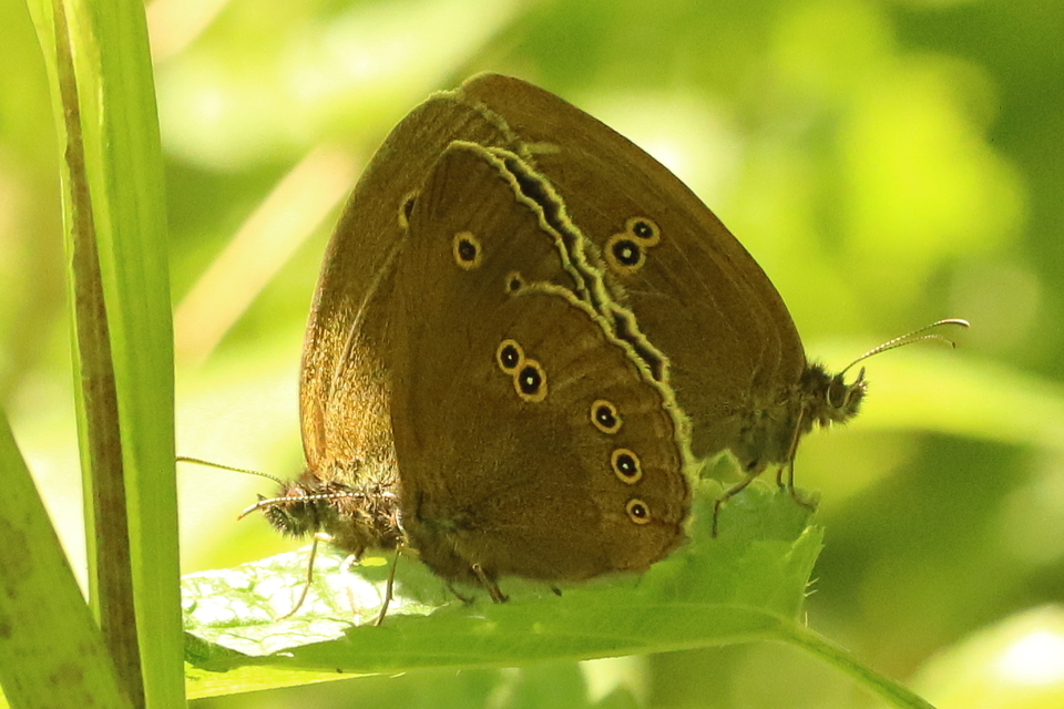 Aphantopus hyperanthus - közönséges ökörszemlepke