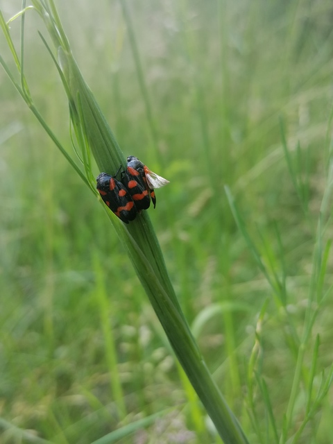 Cercopis