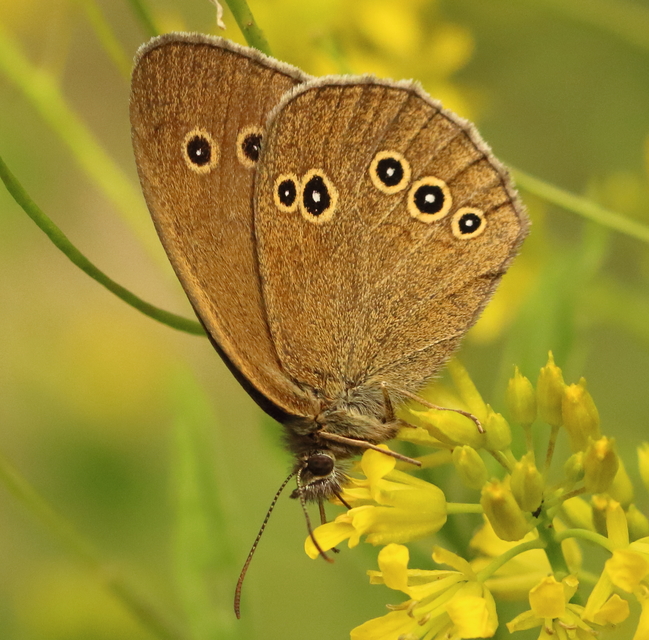 Aphantopus hyperanthus - közönséges ökörszemlepke