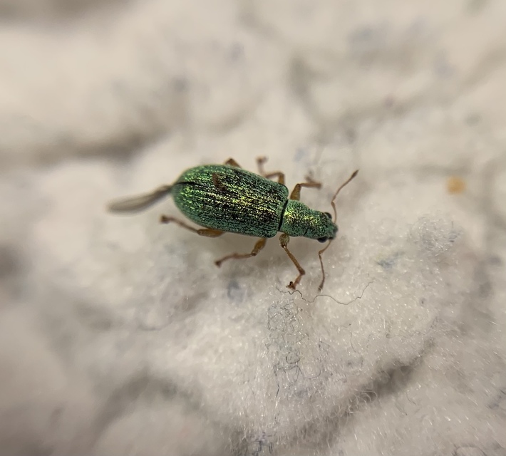 Polydrusus flavipes - feketeszőrű lombormányos