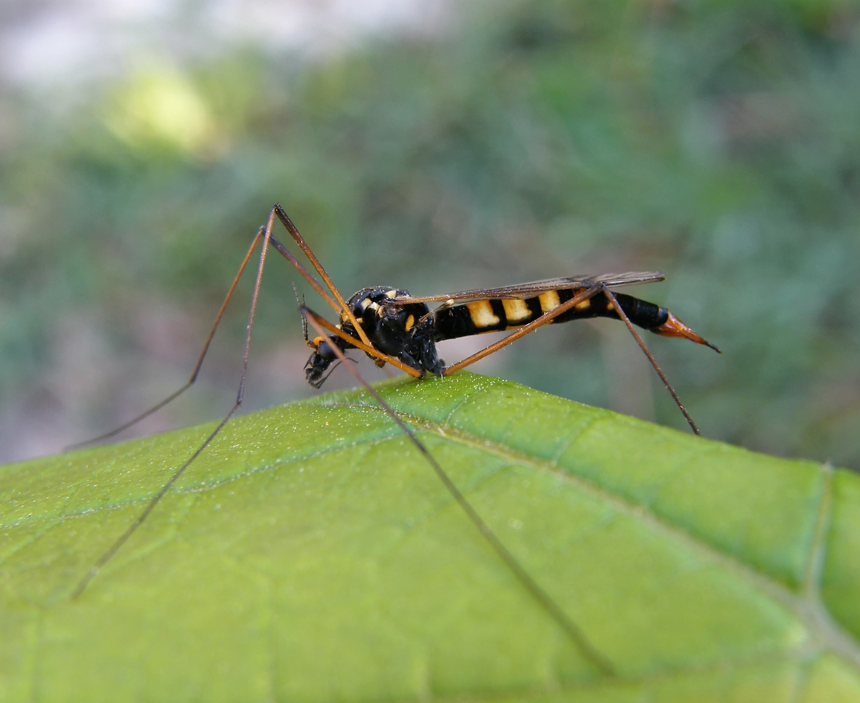 Nephrotoma crocata