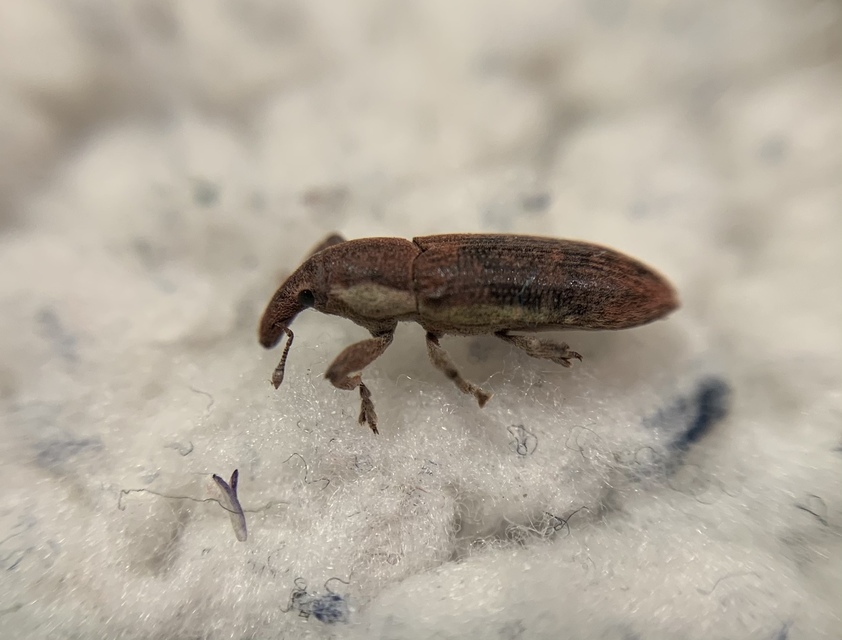 Lixus cinerascens - hamvas dudvabarkó