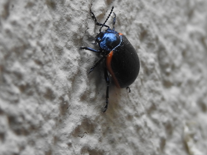 Chrysolina kuesteri - ráncos szegélyeslevelész