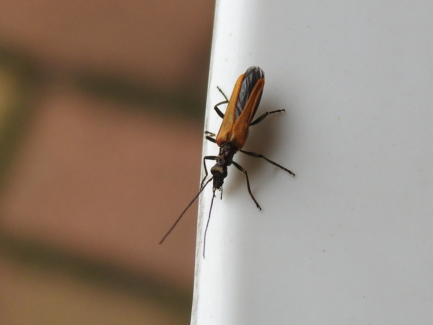 Oedemera femorata - sárgahátú álcincér