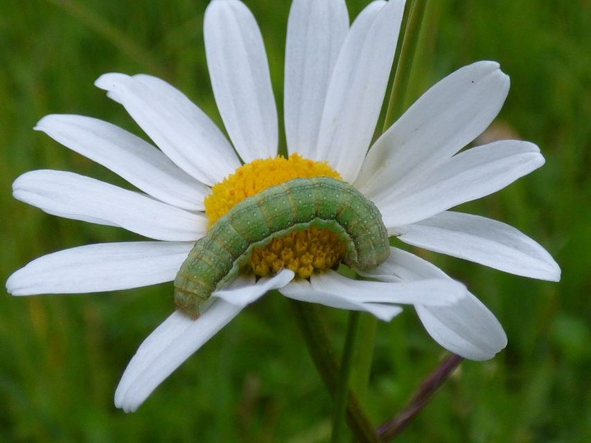 Anchoscelis litura - tarka őszibagoly