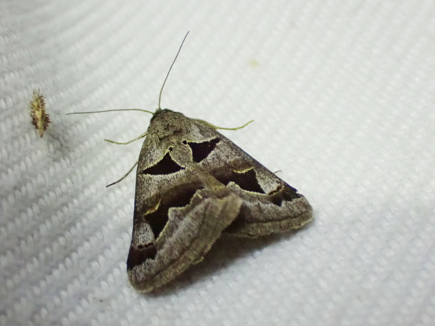 Gonospileia triquetra - kakukkfű-nappalibagoly