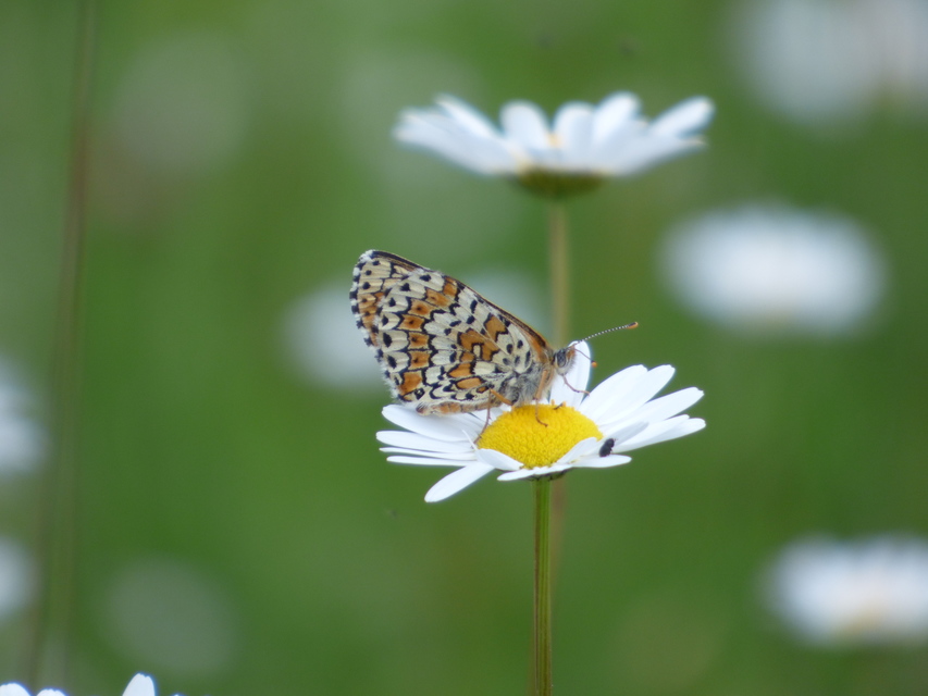 Melitaea cinxia - réti tarkalepke