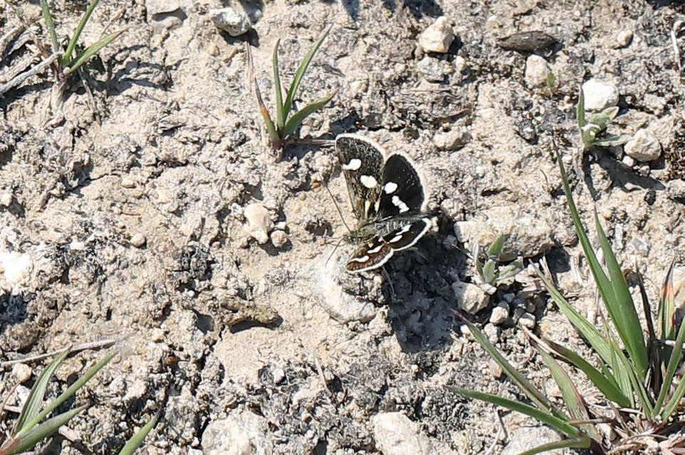 Eurrhypis pollinalis - galajszövő kormosmoly