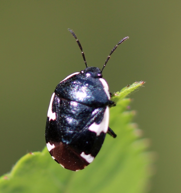Tritomegas sexmaculatus - hatfoltos földipoloska