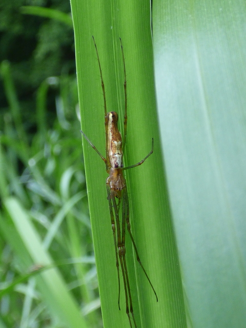 Tetragnatha