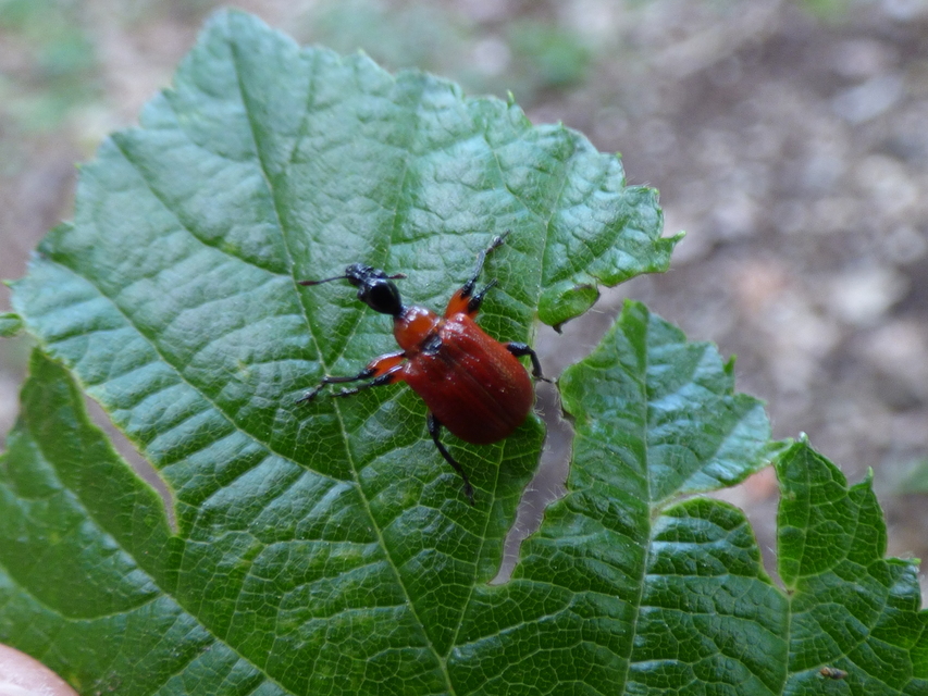Apoderus coryli - mogyoró-levélsodró