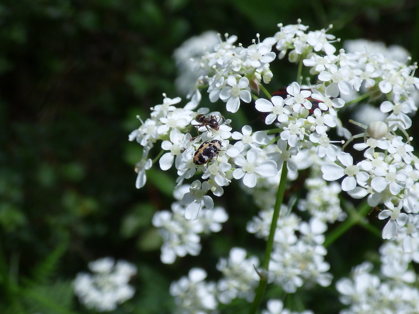 Anthrenus scrophulariae scrophulariae - északi nagy múzeumbogár