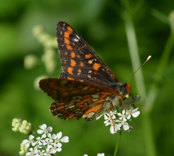 Euphydryas maturna - díszes tarkalepke