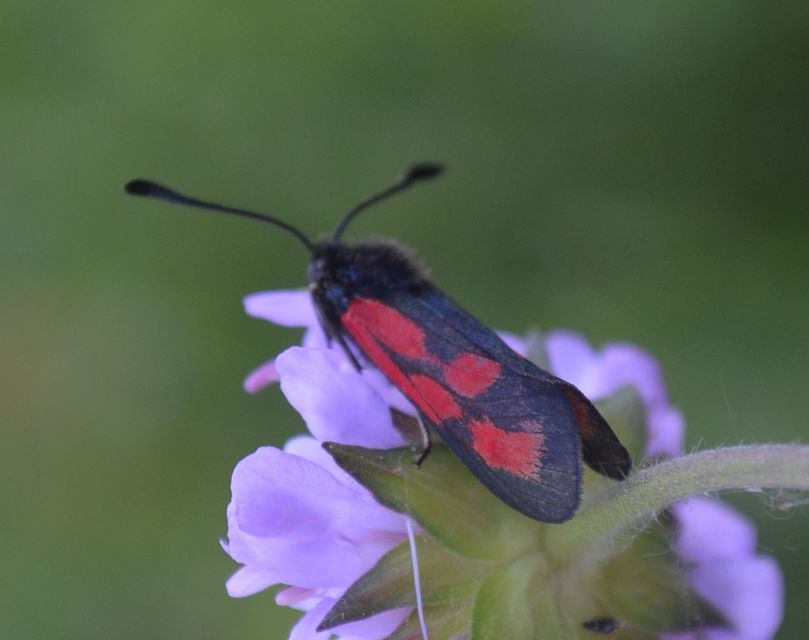 Zygaena loti - közönséges csüngőlepke