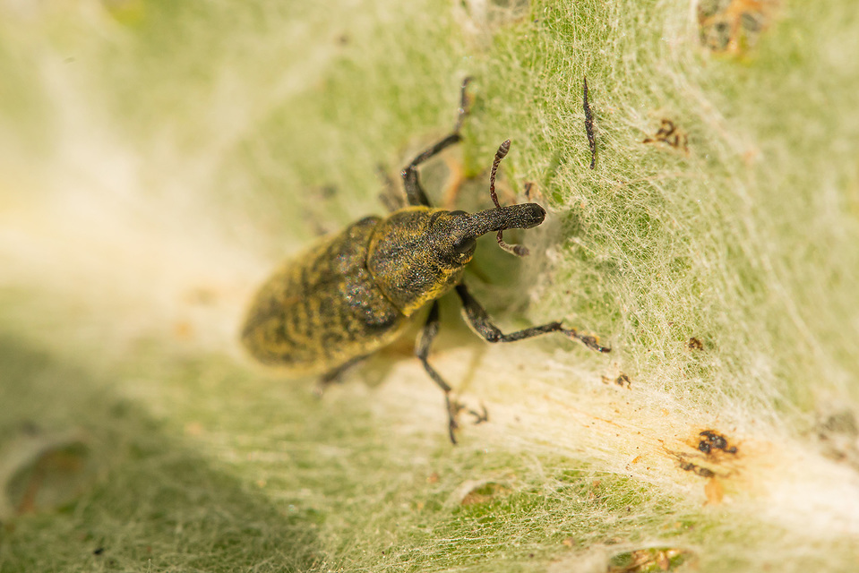 Lixus filiformis - karcsú dudvabarkó