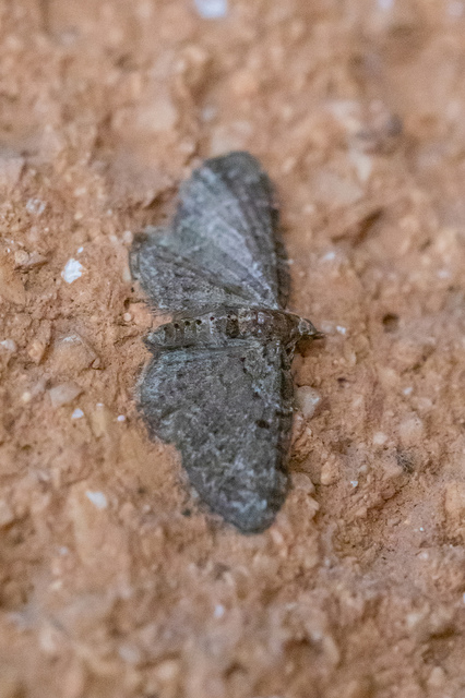 Pasiphila chloerata - hamvas törpearaszoló