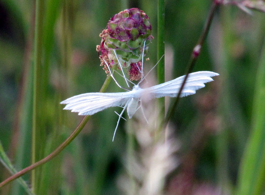Pterophorus pentadactyla - fehér tollasmoly