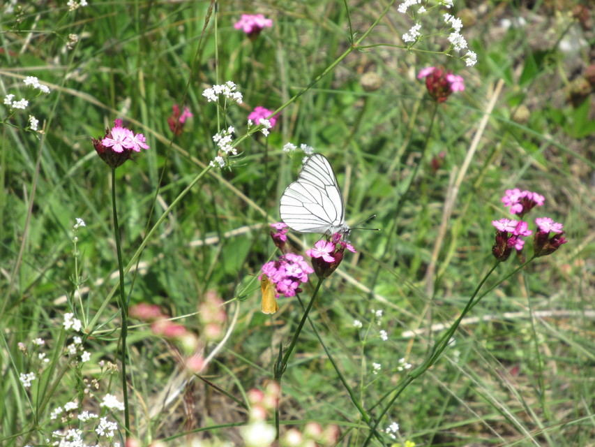 Aporia crataegi - galagonyalepke