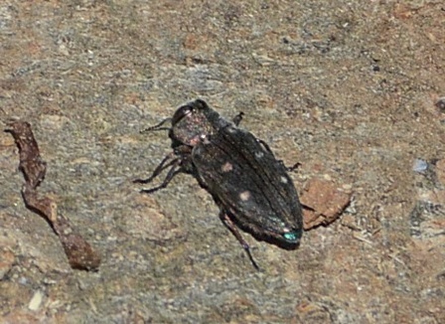 Chrysobothris affinis - aranypettyes díszbogár
