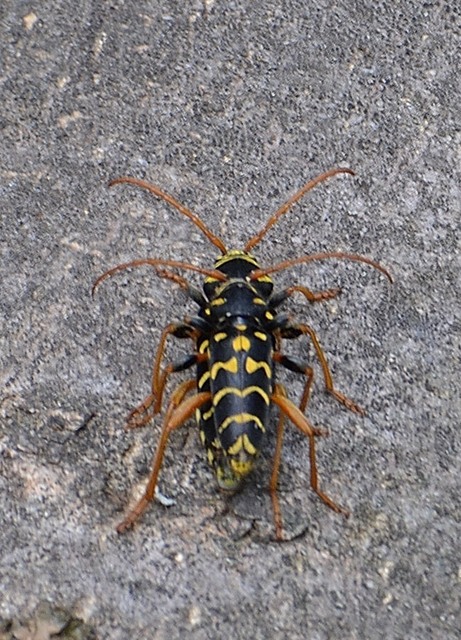 Plagionotus arcuatus - bársonyos darázscincér