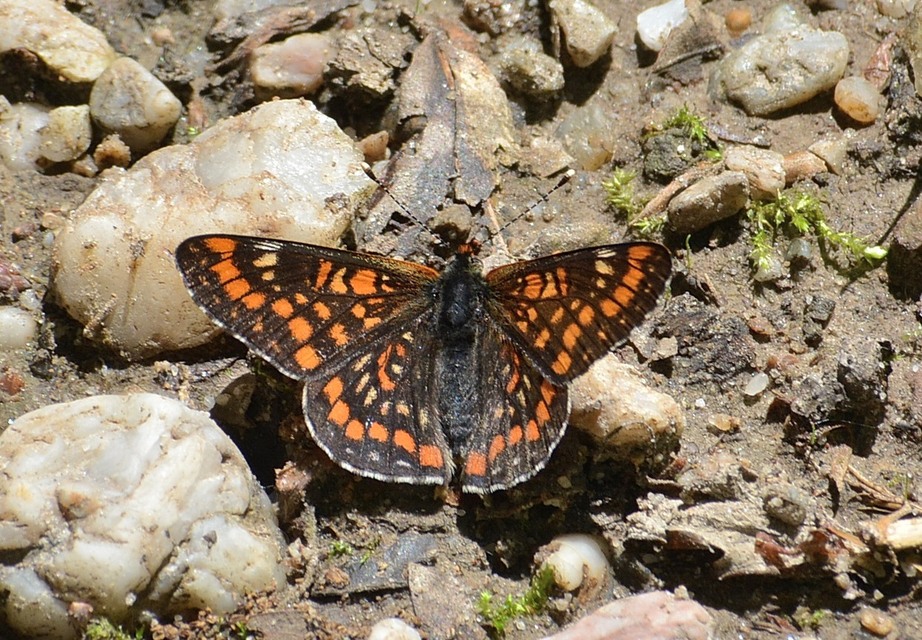 Euphydryas maturna - díszes tarkalepke