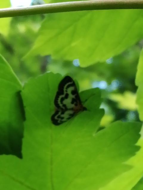 Anania hortulata - tarka csalánmoly