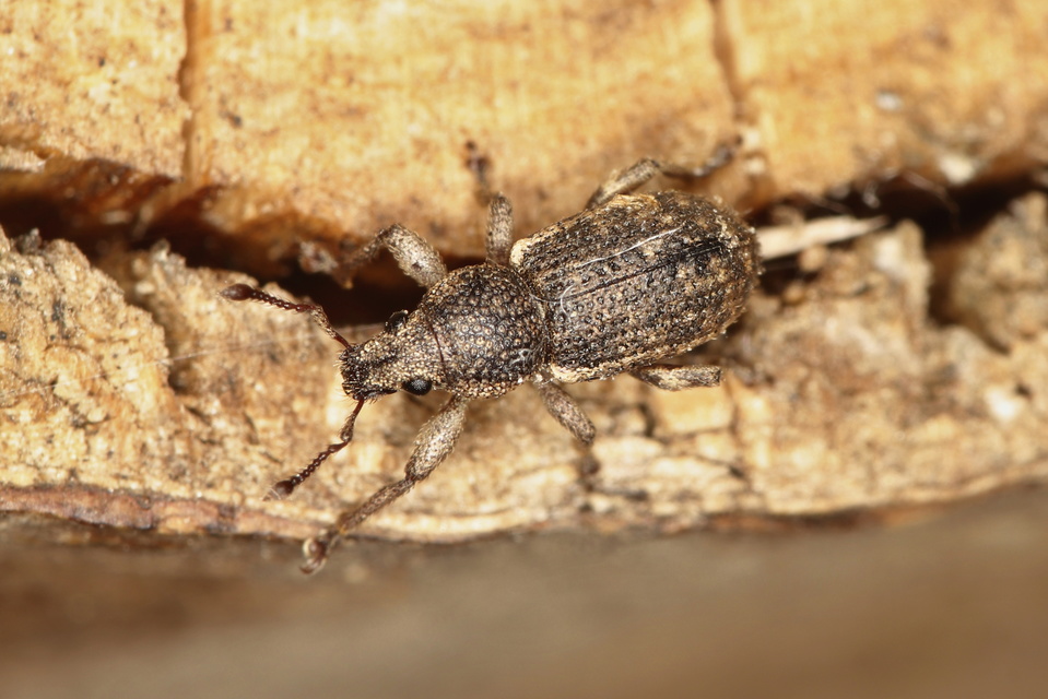 Mesagroicus obscurus - dülledtszemű libatopormányos