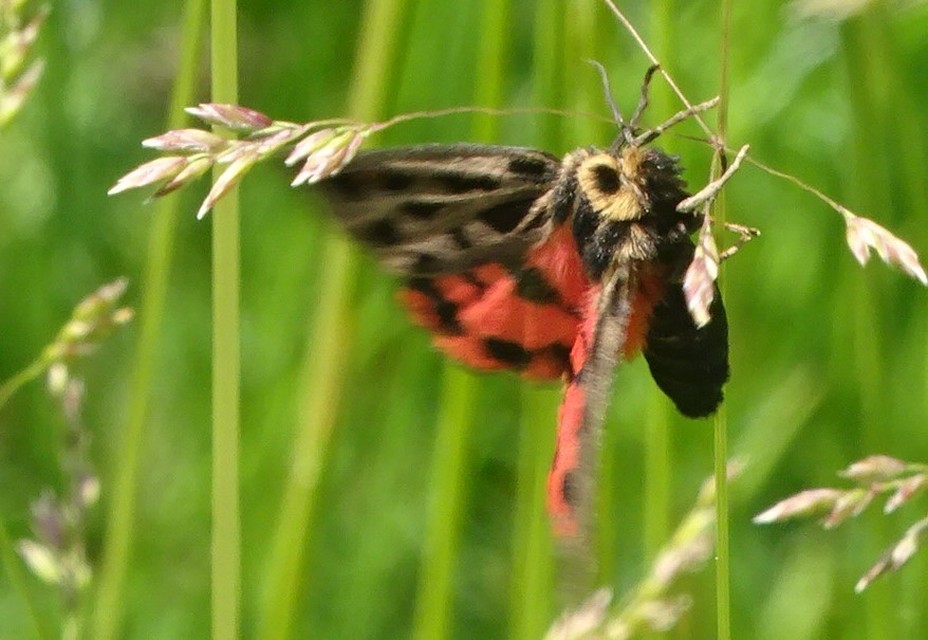 Chelis maculosa - foltos medvelepke