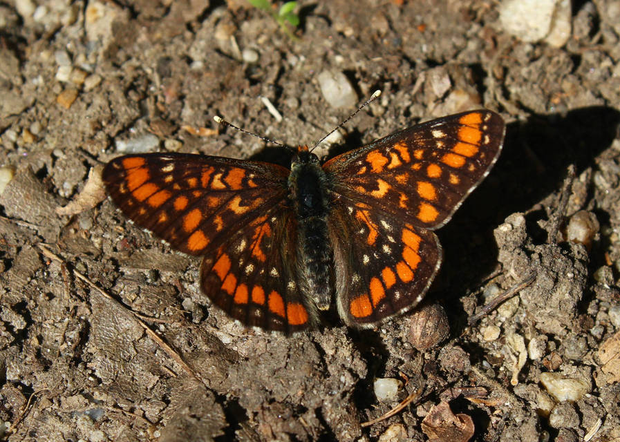Euphydryas maturna - díszes tarkalepke