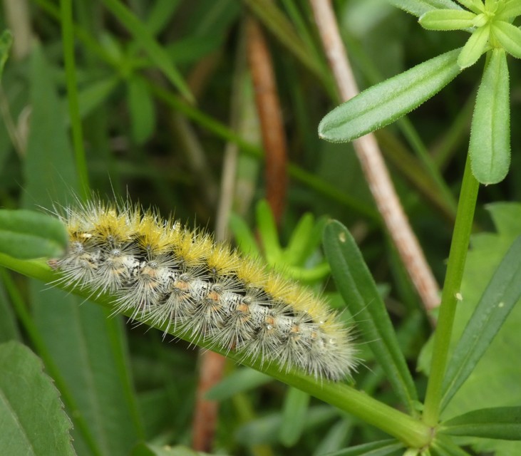 Rhyparia purpurata - bíborszínű medvelepke