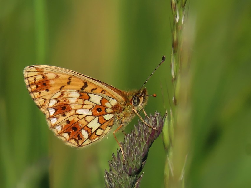 Boloria selene - fakó gyöngyházlepke