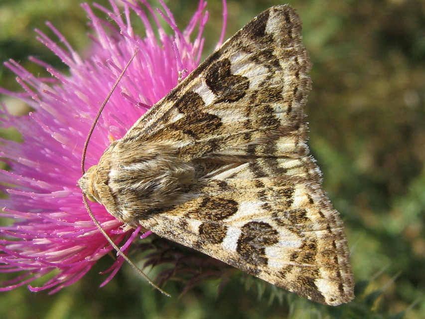 Protoschinia scutosa - tüskéslábú bagoly