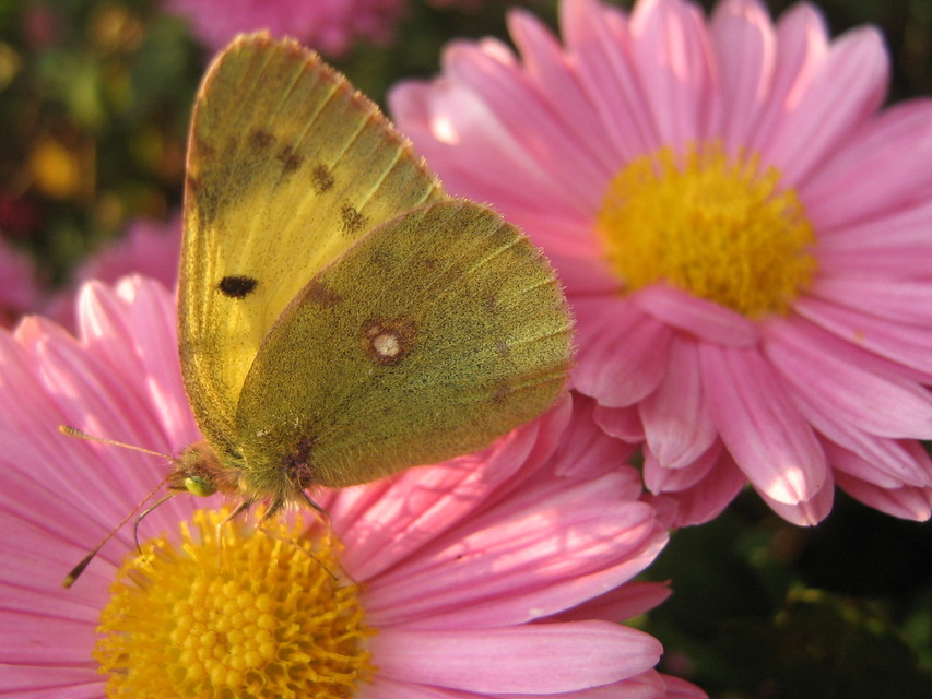 Colias erate - csángó-kéneslepke