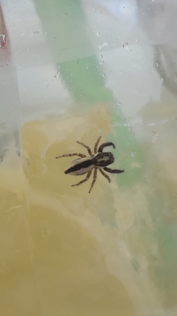 Pseudicius encarpatus - kéregugrópók